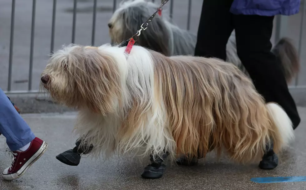 Dog on Footwear