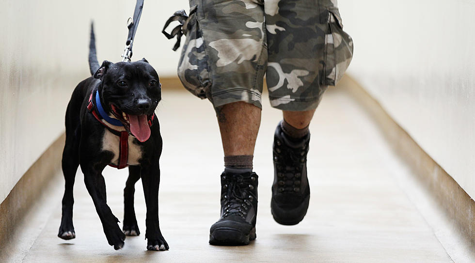 Hudson Valley Vet’s Pit Bull Eases Transition Home