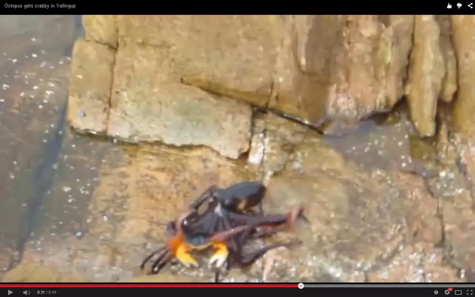 Ever Want to See an Octopus Eat a Crab? (WATCH)