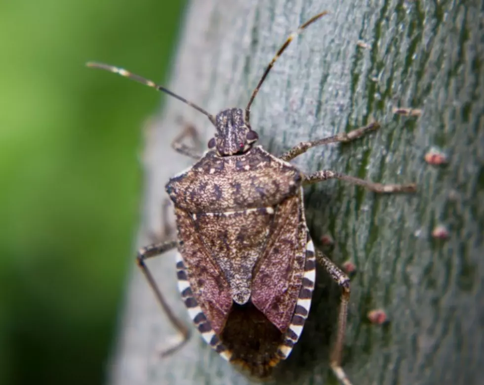 Stink Bugs Are Back and You Can Help Track Them