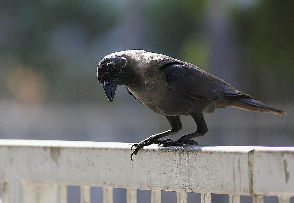 Crows are Mysterious and Smart