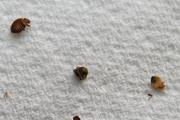 Got Bed Bugs? 6 Ways to Deal with Them
