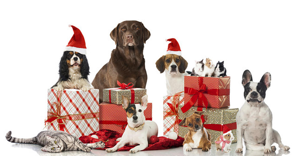 New Yorkers Spend $29.55 Per Dog on Christmas
