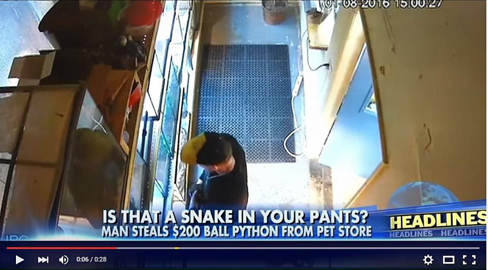 A Guy Shoplifts a Python by Shoving It Down His Pants (VIDEO)