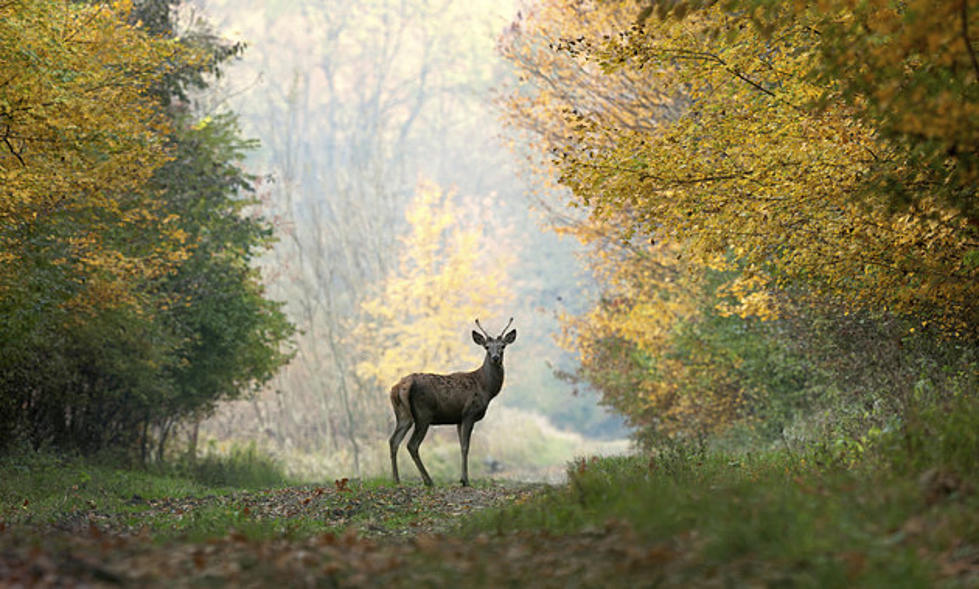 Want to Keep Deer Out of Your Garden This Summer?