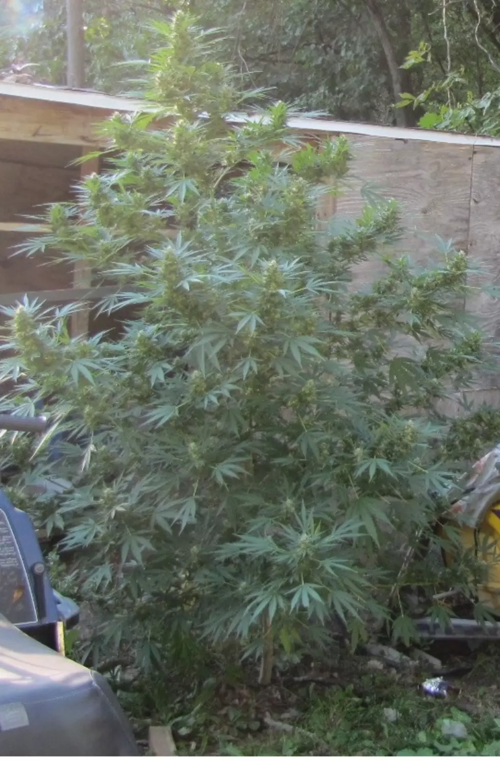 Oniontown Man Found With 14 Marijuana Plants, Police Say