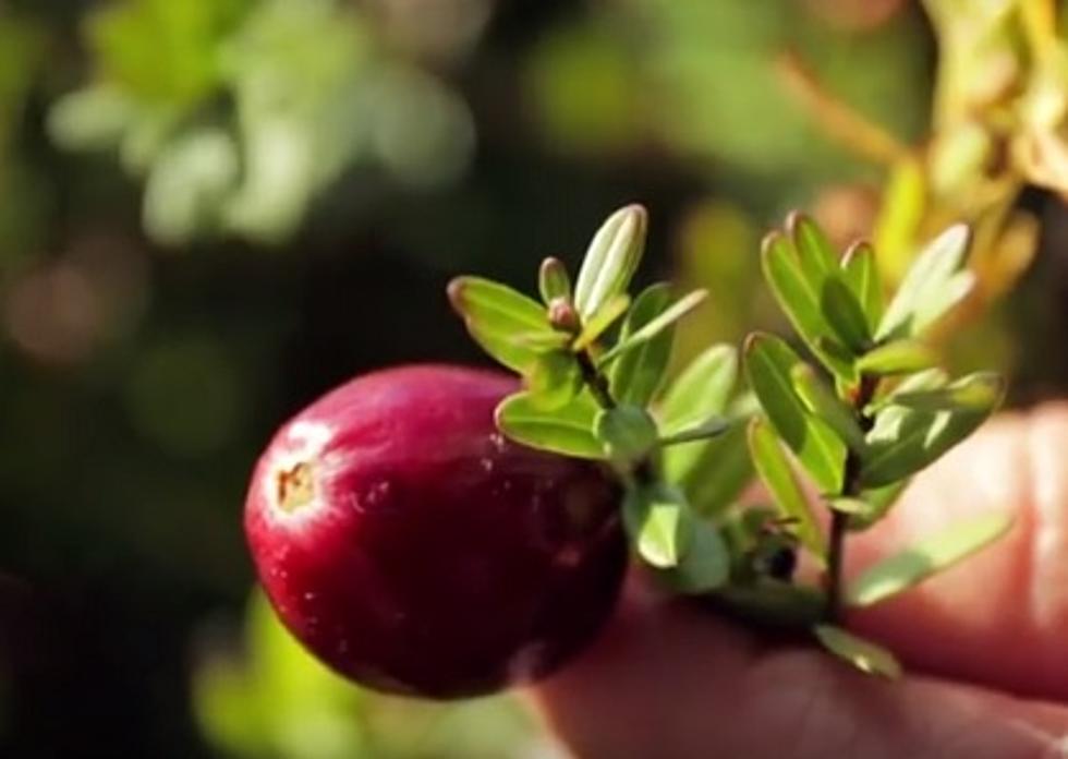 Unwrapping the Mystery of the Cranberry