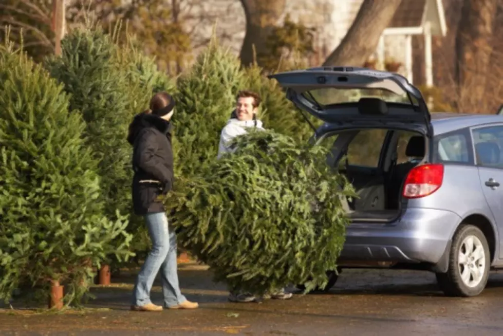 Recycle Your Christmas Tree in Sullivan County
