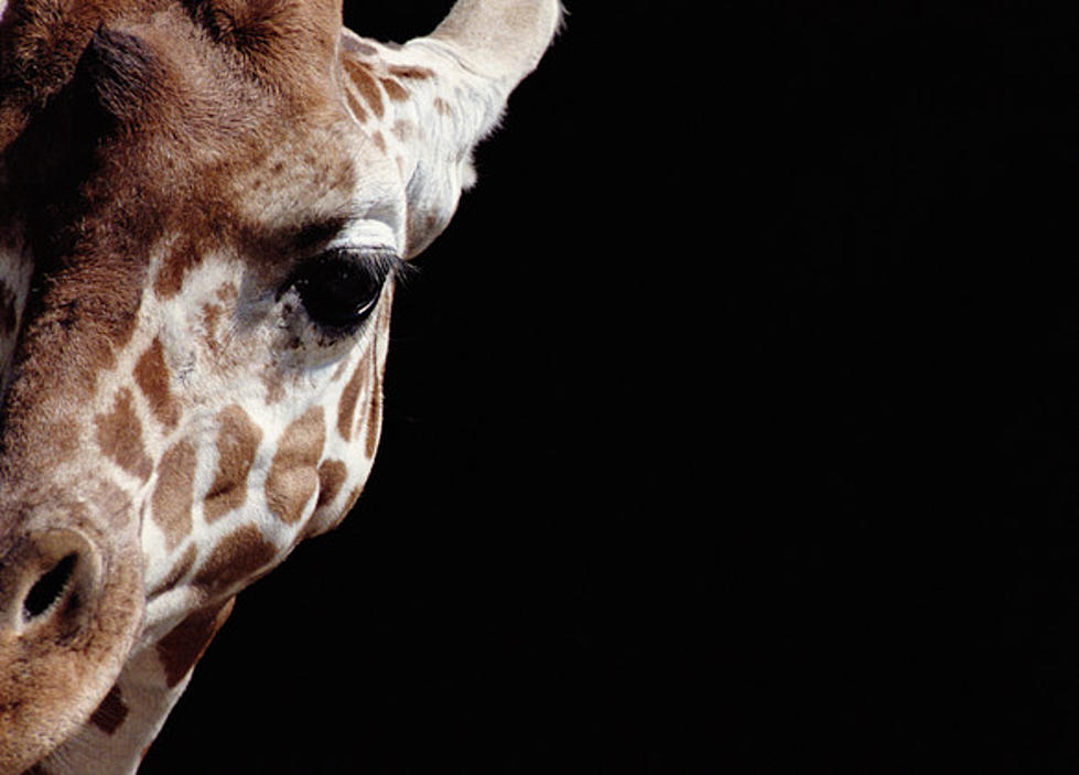 New York Zoo Tries to Stream Birth of Baby Giraffe