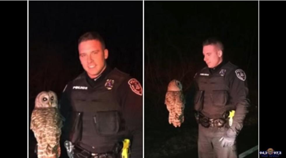 Cop Saves Bird -- Again