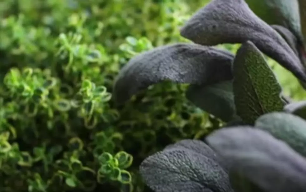 April in New York Means Fresh Herbs at the Market