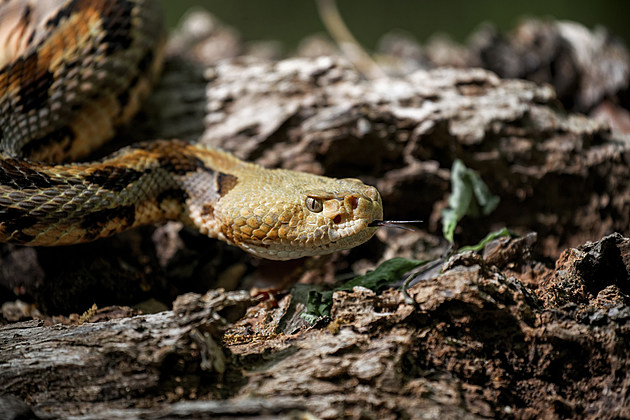 Venomous Snakes in the Hudson Valley