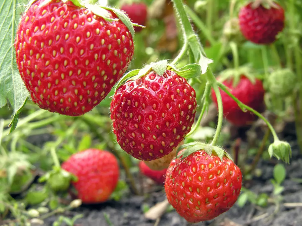 June is the Month of the Strawberry