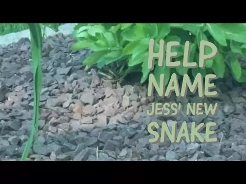 Name Jess&#8217; New Snake