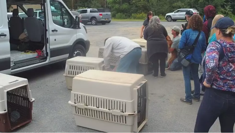 Rescued Dogs from Houston Arrive in the Hudson Valley