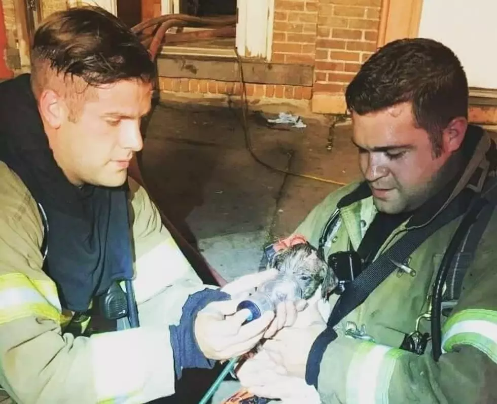 Firefighters for the City of Newburgh Fire Department Adopt Puppy They Saved
