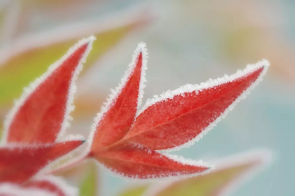 Frost Advisory Issued For All of the Hudson Valley