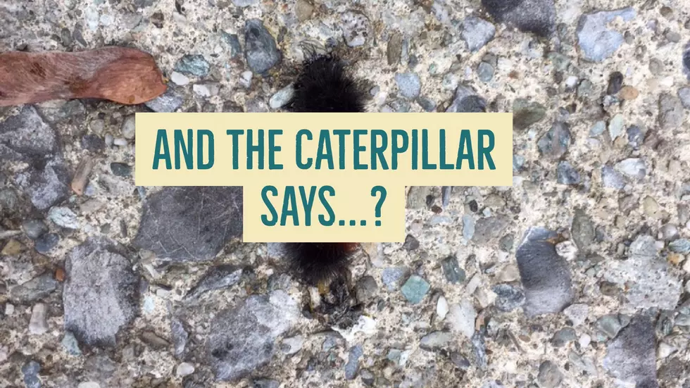 Can a Caterpillar Predict Winter Weather?