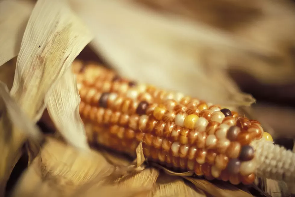 Indian Corn the Forgotten Decoration