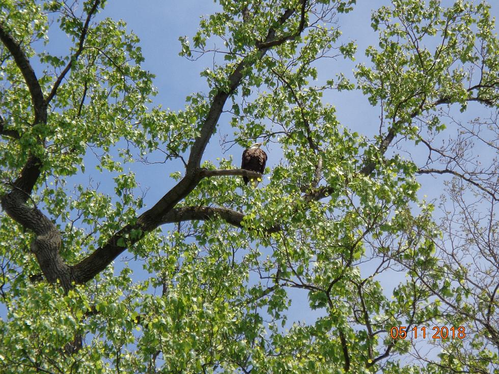 The Eagles Are Back in Dutchess County (The Birds, Not the Band)