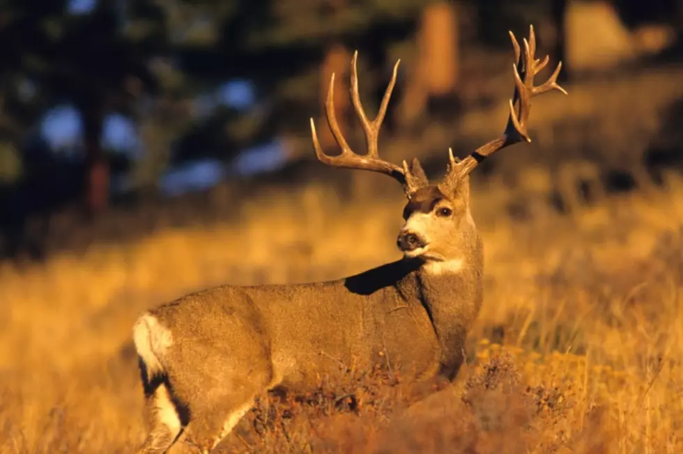 Get Your Buck Scored at the Northeast Outdoor Show