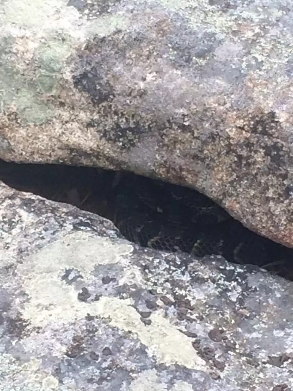 Can You See What&#8217;s Hiding in Between These Rocks?