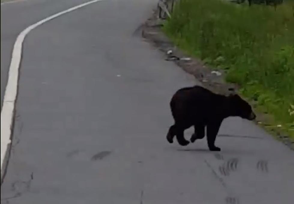 Young Bear Spotted on 17K Near I84 Exit