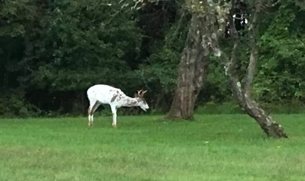 Have You Seen a Piebald Deer in the Hudson Valley?