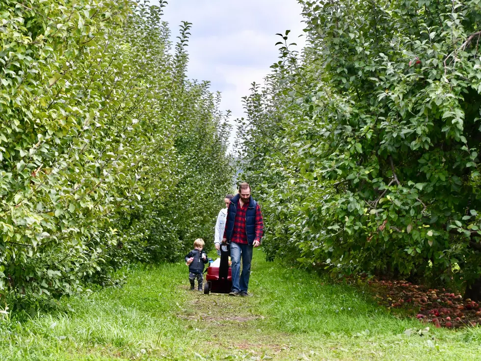 Barton Orchard Treetop Adventure Soars Into Poughquag