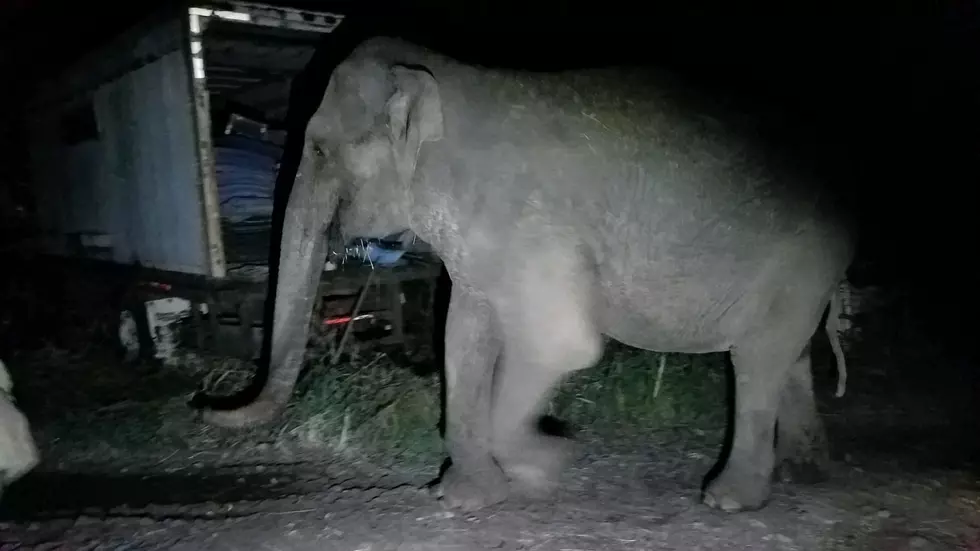 Fritha The Elephant Explores Orange County After Escaping from Animal Sanctuary