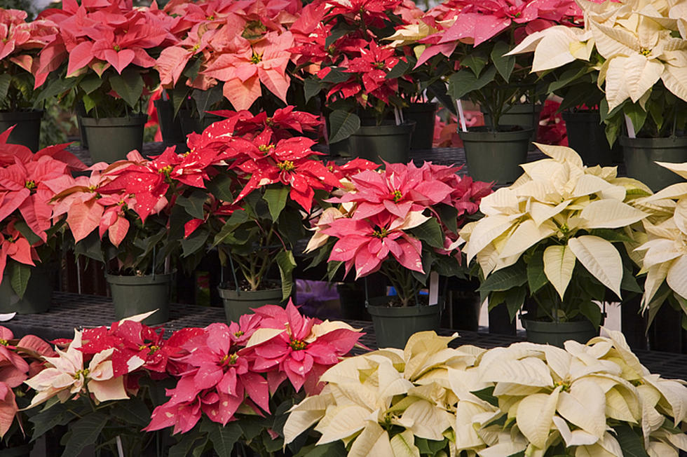 Holiday Plant Gifts Can be Toxic