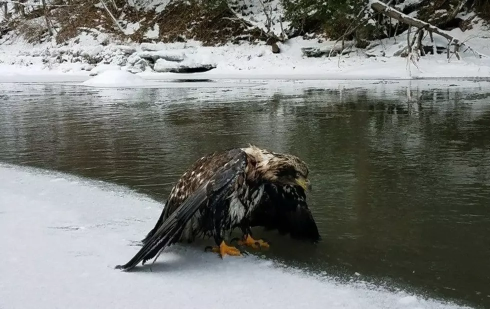 DEC Officer Saves Bald Eagle in Upstate New York