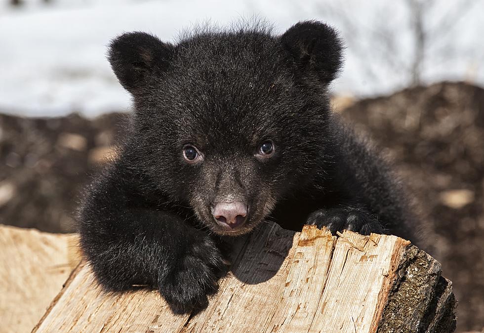 WATCH: Hudson Valley Black Bear Walks Right Up to Home