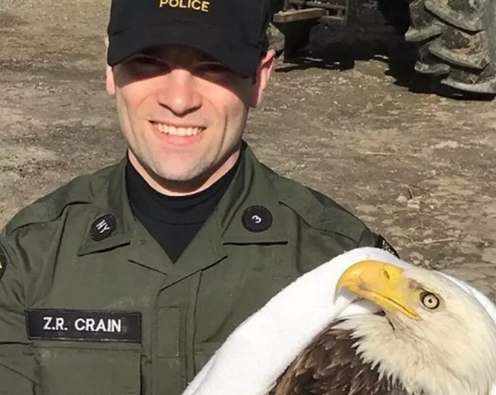 DEC Saves Injured Bald Eagle at Hudson Valley Farm