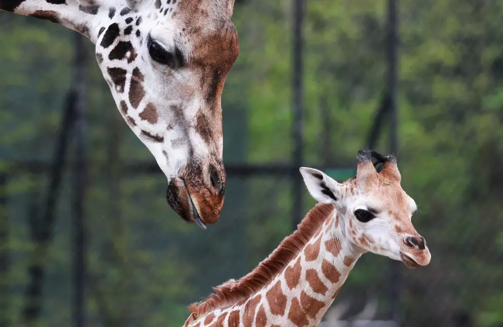 April the Giraffe Gives Birth (Again)