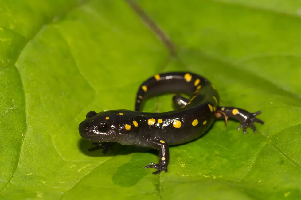 Want to Help Hudson Valley Frogs and Salamanders this Spring?