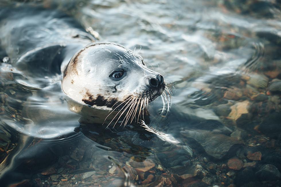 Meet The Saugerties Seal: A Freshwater Marvel Defying Marine Norms