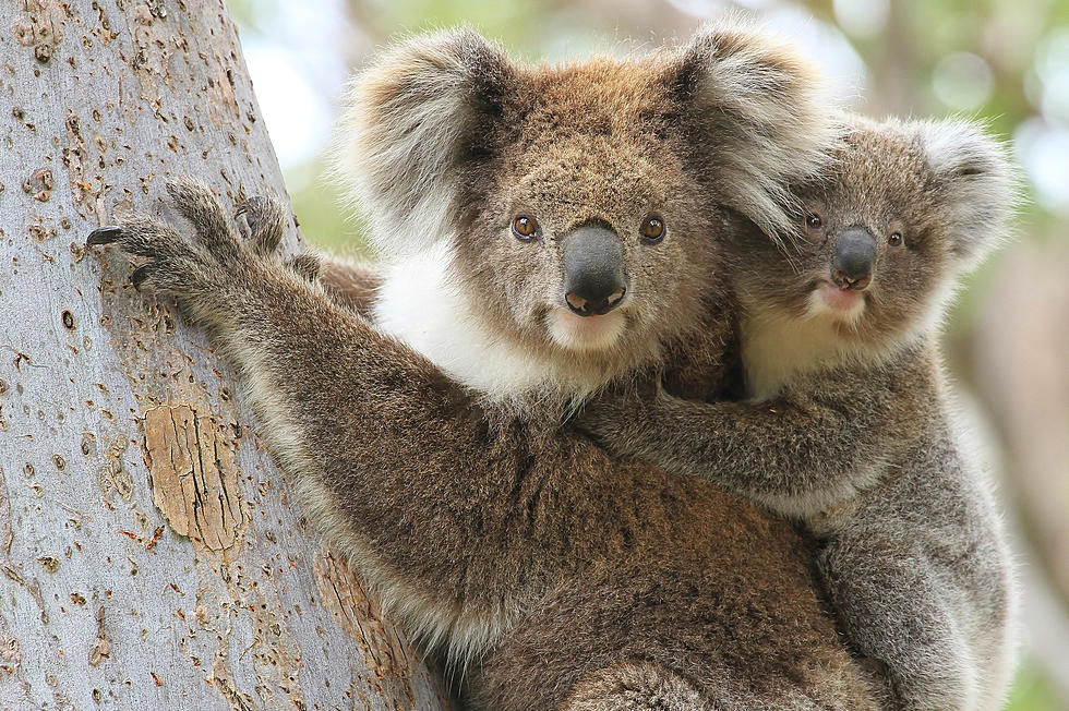 The Koala Challenge (VIDEO)