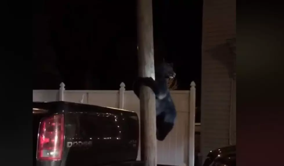 Bear Found Climbing a Pole in Hudson