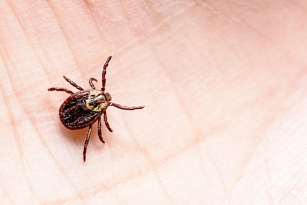 How to Avoid Ticks