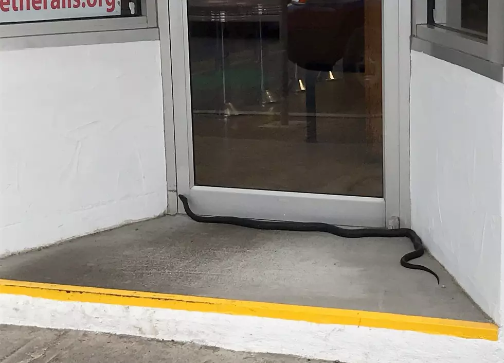 Snake Denied Entrance at Hudson Valley Hot Dog Shop