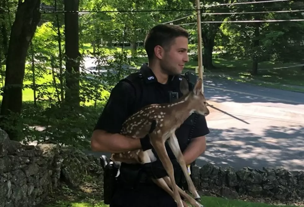 Hudson Valley Police Officer and Good Samaritan Rescue Fawn