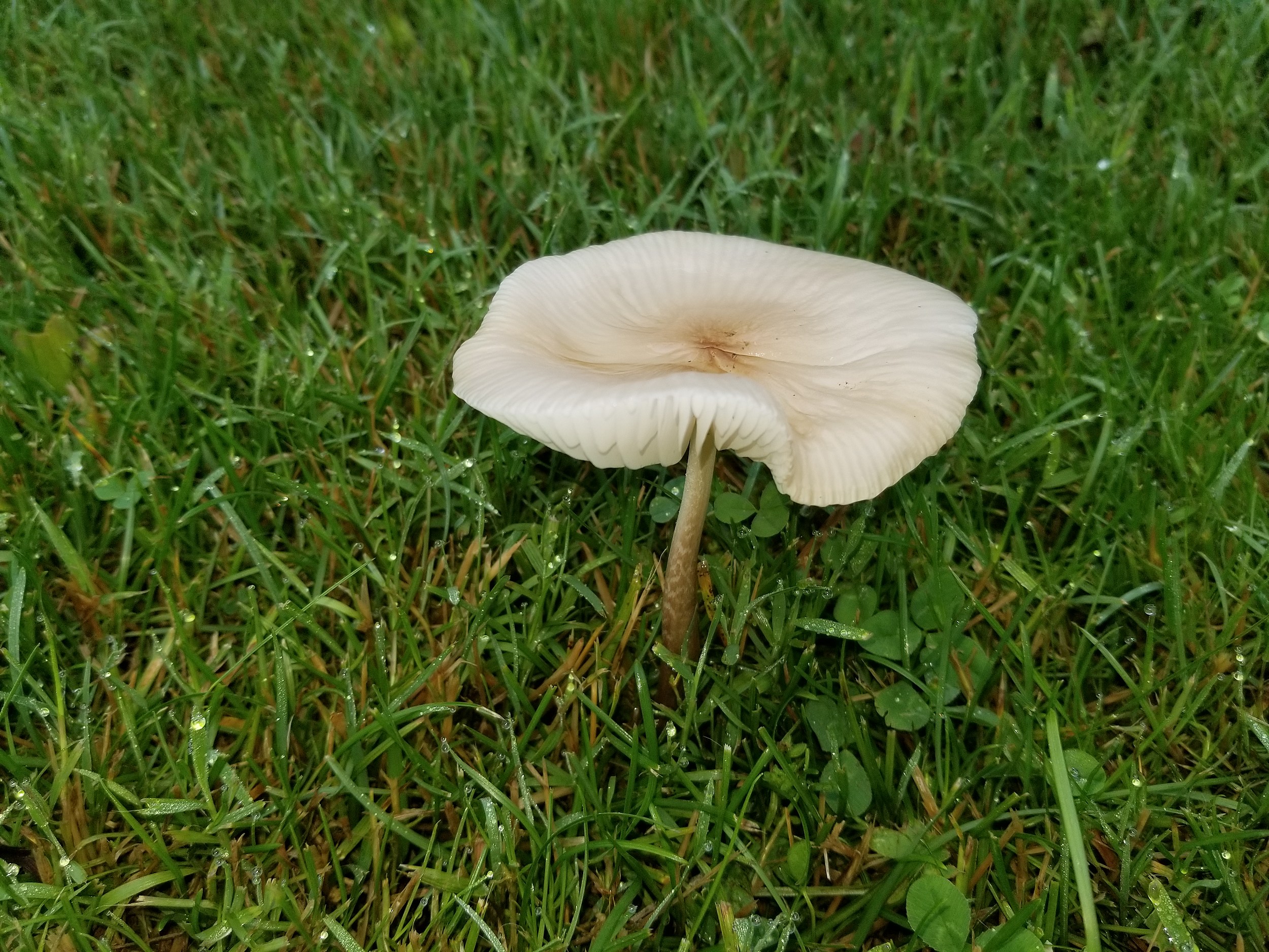 Mushrooms Grow Overnight In Your Yard