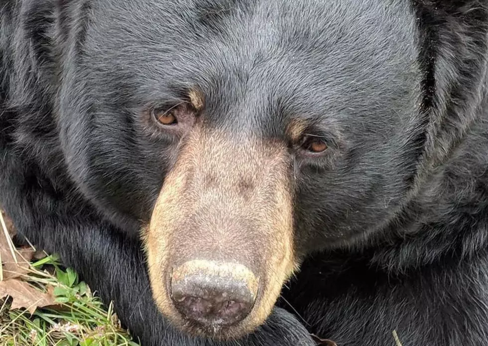 Rescued Hudson Valley Bear Passes Away