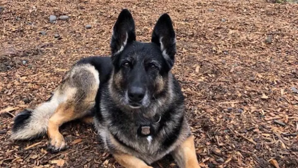 Hudson Valley K-9 Loses Battle with Cancer