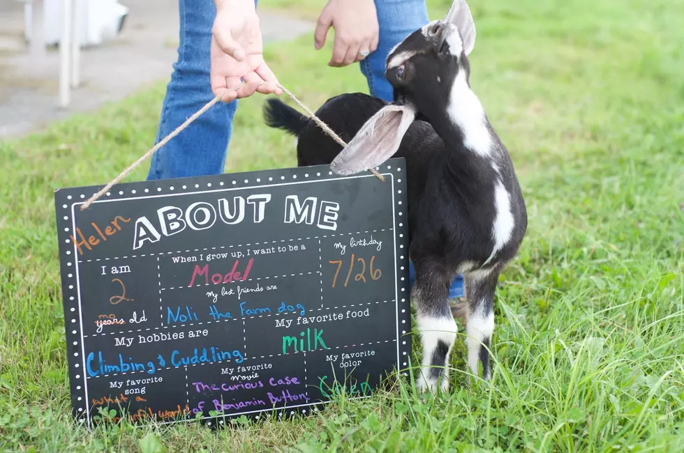 Helen The Goat is Looking for a Home