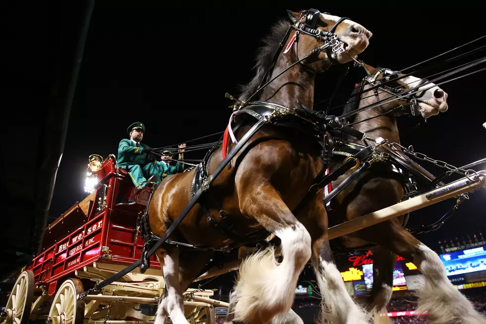 Meet The Budweiser Clydesdales in Warwick