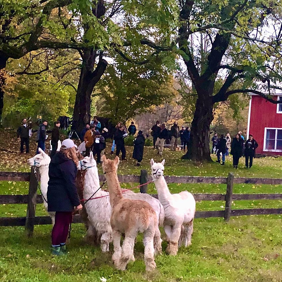 Hudson Valley Llamas Used for New Netflix Project