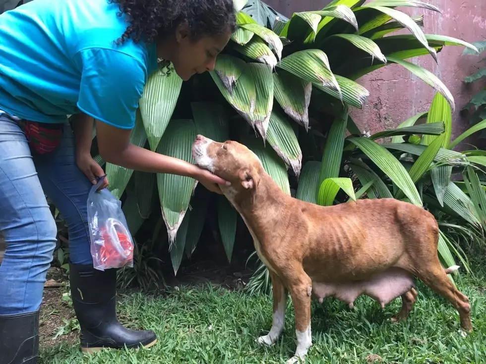 Ulster County Animal Rescue Saves Dog in Guatemala