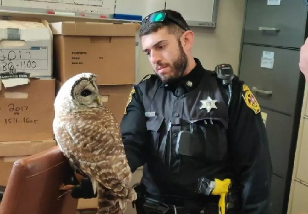 Sullivan County Sheriff's Office Rescues Injured Owl